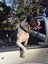 American bulldog pups Carousel 7