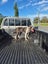 American bulldog pups Carousel 8