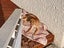 Danica (Ellie's Canine Rescue & Rehome) Carousel 3