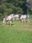 equestrian Carousel 7
