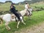 equestrian Carousel 10
