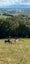 equestrian Carousel 11