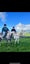 equestrian Carousel 12