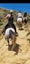 equestrian Carousel 13