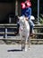 equestrian Carousel 16