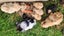 Abyssinian Guinea Pig Babies x5 Carousel 1