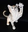 CURIOUS KITTEN STRETCHING - CA05368 -COUNTRY ARTISTS Carousel 1