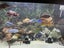 Juwel 450L full set up - CLOWN LOACHES Carousel 8