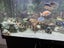 Juwel 450L full set up - CLOWN LOACHES Carousel 10