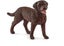 Schleich - Labrador Retriever female Carousel 1