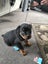 Rottweiler puppies Carousel 11