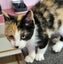 Dolly - KTown Community Animal Welfare Society Carousel 1