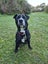 Bettie (Ellie's Canine Rescue & Rehome) Carousel 1