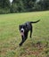Bettie (Ellie's Canine Rescue & Rehome) Carousel 3