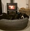 Bettie (Ellie's Canine Rescue & Rehome) Carousel 4
