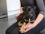 Kora (Ellie's Canine Rescue & Rehome) Carousel 8