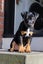 Kora (Ellie's Canine Rescue & Rehome) Carousel 3