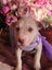 Ember (Ellie's Canine Rescue & Rehome) Carousel 4