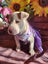 Ember (Ellie's Canine Rescue & Rehome) Carousel 5