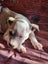 Lucy (Ellie's Canine Rescue & Rehome) Carousel 1