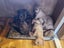 Lucy (Ellie's Canine Rescue & Rehome) Carousel 2