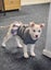 Lucy (Ellie's Canine Rescue & Rehome) Carousel 3