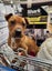 Tilly (Ellie's Canine Rescue & Rehome) Carousel 1