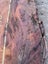 Swamp Kauri Matched Small Stump Slabs – Set of 5 Carousel 6