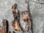 Swamp Kauri Matched Small Stump Slabs – Set of 5 Carousel 8