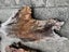 Swamp Kauri Matched Small Stump Slabs – Set of 5 Carousel 9