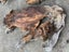 Swamp Kauri Matched Small Stump Slabs – Set of 5 Carousel 11