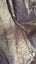 Newly dry-cleaned - tan leather suede hooded jacket - lovely condition Carousel 9