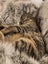 Male Tabby Cat for adoption Carousel 1