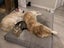 Male Tabby Cat for adoption Carousel 2
