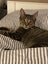 Male Tabby Cat for adoption Carousel 3