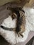 Male Tabby Cat for adoption Carousel 4