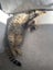 Male Tabby Cat for adoption Carousel 5