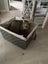 Male Tabby Cat for adoption Carousel 6