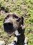 Ziggy - Labrador cross Carousel 4