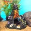 Coral Aquarium Reef Decoration Mountain Cave Betta Fish Sleep Rest Carousel 3