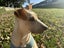 Kaia the lovely girl (Ellie's Canine Rescue & Rehome) Carousel 1