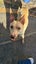 Kaia the lovely girl (Ellie's Canine Rescue & Rehome) Carousel 2