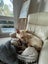 Kaia the lovely girl (Ellie's Canine Rescue & Rehome) Carousel 3