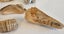 ANTIQUE ESTATE FOSSIL ITEMS Carousel 5