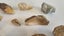 ANTIQUE ESTATE FOSSIL ITEMS Carousel 6