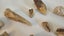 ANTIQUE ESTATE FOSSIL ITEMS Carousel 9
