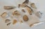 ANTIQUE ESTATE FOSSIL ITEMS Carousel 11