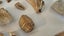 ANTIQUE ESTATE FOSSIL ITEMS Carousel 14
