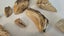 ANTIQUE ESTATE FOSSIL ITEMS Carousel 15