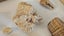 ANTIQUE ESTATE FOSSIL ITEMS Carousel 17